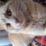 Picture of cat lost at Montreal