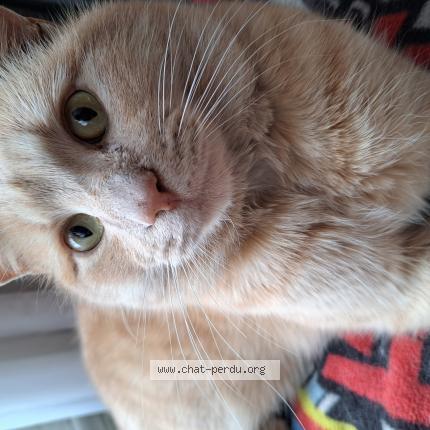 Photo 1/1 Cat reunited Lost in Montreal