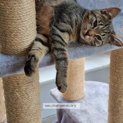 Foto van vermiste kat in Epinois