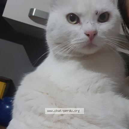 Foto van vermiste kat in Franiere