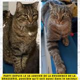 Picture of cat lost at Noyelles Godault