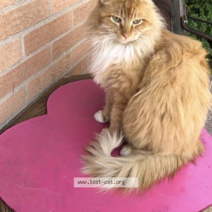 Picture of cat lost at Tucson