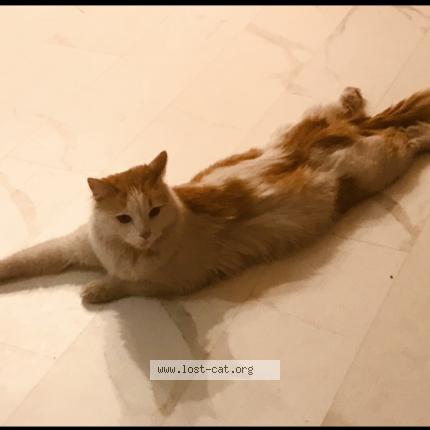 Picture of cat lost at Las Vegas