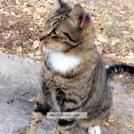 Picture of cat lost at Cocoa