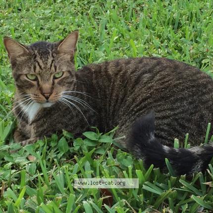Photo 2/2 Reunited cat Lost in Cocoa