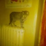 Picture of cat found at Angers Maine Et Loire