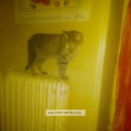 Photo 1/2 Cat reunited Found in Angers maine et loire