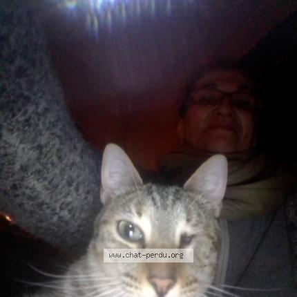 Photo 2/2 Cat reunited Found in Angers maine et loire