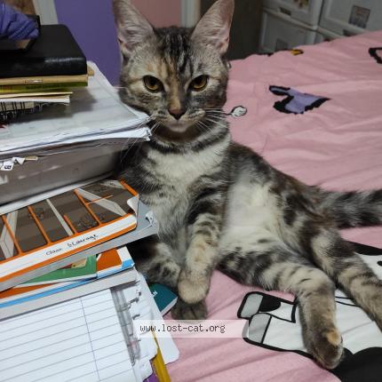 Photo 1/1 Reunited cat Lost in Singapore