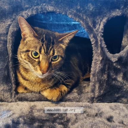 Photo 1/1 Reunited cat Lost in Bremerton