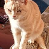 Picture of cat lost at Le Coteau