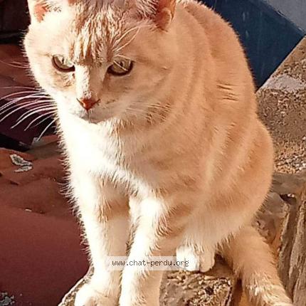 Photo 1/1 Cat reunited Lost in Le coteau