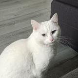 Picture of cat lost at Franconville