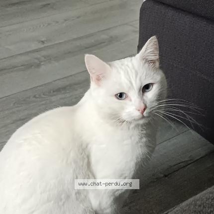 Photo 1/1 Cat reunited Lost in Franconville