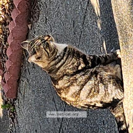 Photo 1/1 Reunited cat Found in Redwood City