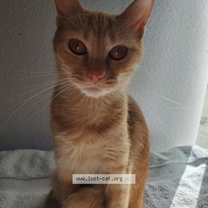 Photo 1/1 Reunited cat Lost in Palmcoast