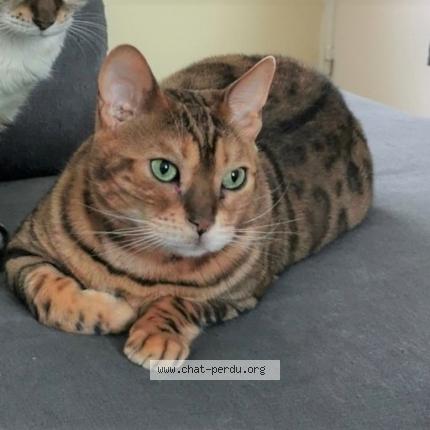 Foto 1/1 Kat teruggevonden Vermist in Huy