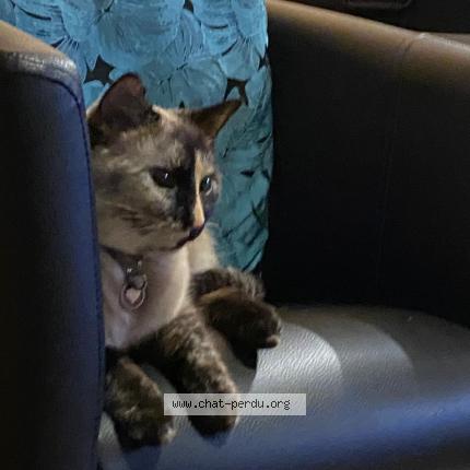 Foto einer verlorenen Katze in Bramois
