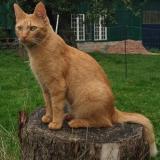Picture of cat lost at Ernes