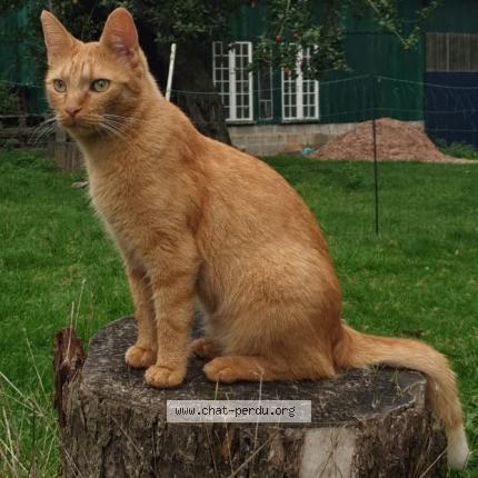 Photo 1/3 BUCKY Chat lost in Ernes