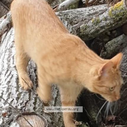 Photo 2/3 BUCKY Chat lost in Ernes