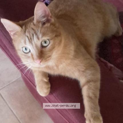 Photo 3/3 BUCKY Chat lost in Ernes