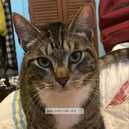 Photo 1/1 Reunited cat Lost in Fresno