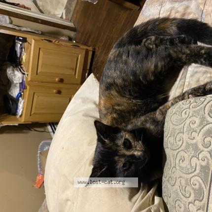 Photo 1/1 Reunited cat Lost in Pittsfield
