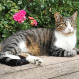 Picture of cat lost at Gleize