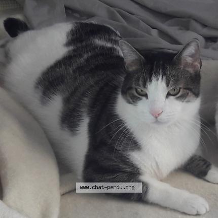 Photo 1/1 MAX Chat lost in Saint maur des fosses