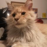 Picture of cat lost at Montreuil