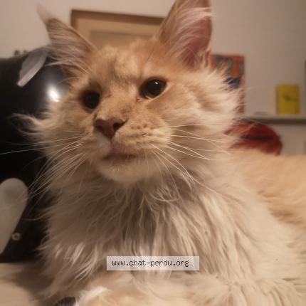 Photo 1/1 Lambert Chat lost in Montreuil