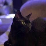 Picture of cat lost at Saint Maur