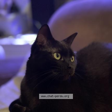 Photo 1/1 Philou Chat lost in Saint maur