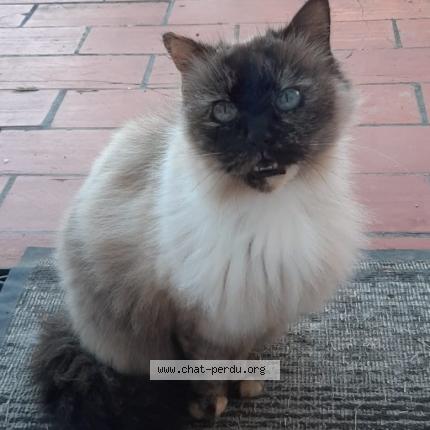 Photo 1/1 Cat reunited Found in Villemoustaussou