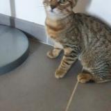 Picture of cat lost at Oisilly