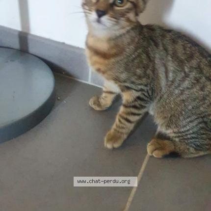 Photo 1/1 Tarzan Chat lost in Oisilly