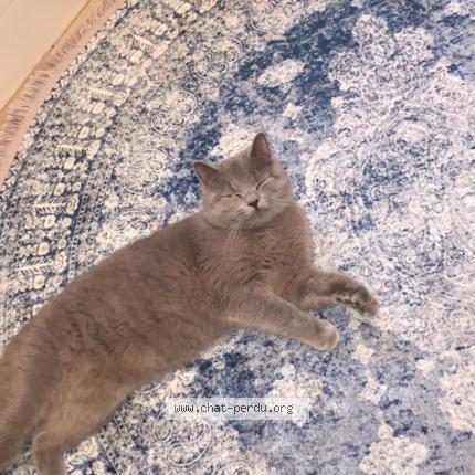 Foto van vermiste kat in Diegem