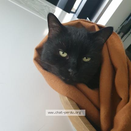 Foto van vermiste kat in Nivelles