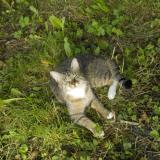 Picture of cat lost at Beloeil