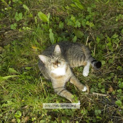 Photo 1/1 Champion Chat lost in Beloeil