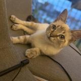 Picture of cat lost at Clichy Sous Bois