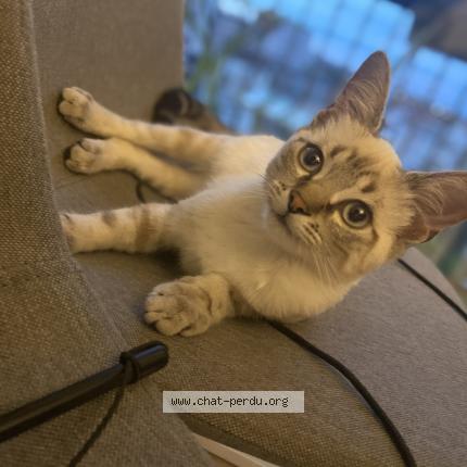 Photo 1/1 Cat reunited Lost in Clichy sous bois