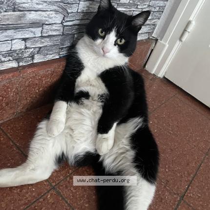 Foto 1/1 Kat teruggevonden Vermist in Jambes