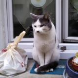 Picture of cat lost at Paris