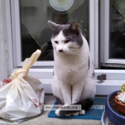 Photo 1/1 Cat reunited Lost in Paris