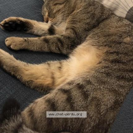Foto einer verlorenen Katze in Lonay