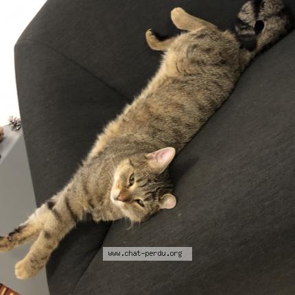 Foto 2/3 Wiedergefundene Katze Verloren in Lonay