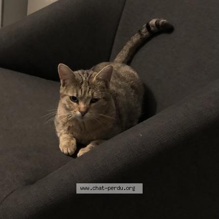 Foto 3/3 Wiedergefundene Katze Verloren in Lonay
