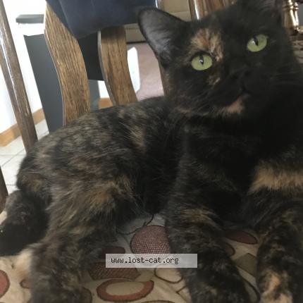 Photo 1/2 Calliope Chat lost in Wyandotte